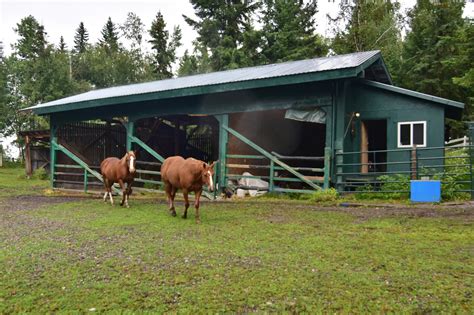 2009, 16HH. . Horses for sale in quesnel bc